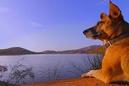 cachorro sentando em um lago